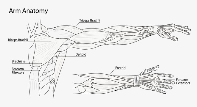 Detailed human arm muscle anatomy.