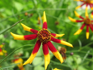 Zbliżenie na kwiat coreopsis tinctoria © Kumulugma