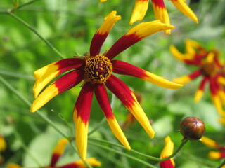 Zbliżenie na kwiat coreopsis tinctoria © Kumulugma