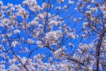 Obraz premium 晴天の青空に映える満開の桜（ソメイヨシノ）日本の春の風景