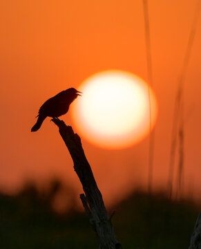 Red-winged blackbird (Agelaius phoeniceus) male singing at sunrise against the rising sun in coastal wetland, Galveston, Texas, USA.