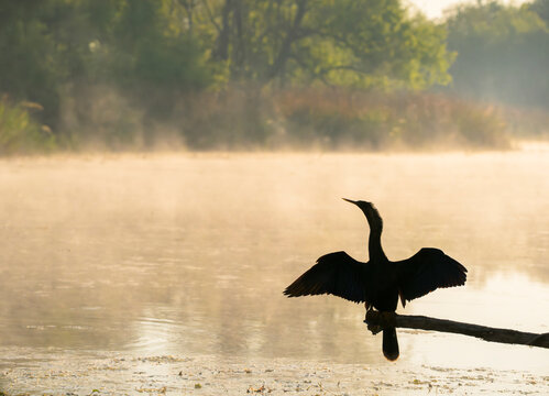 Anhinga (Anhinga anhinga) drying feathers at early morning, over a steaming lake, Brazos Bend State Park, Texas, USA.