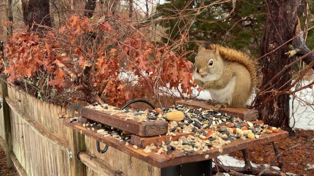 American Red Squirrel enjoys snack looks at camera seems to smile falling snow winter scene close-up shot cute