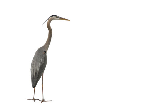 great blue heron isolated on transparent background 