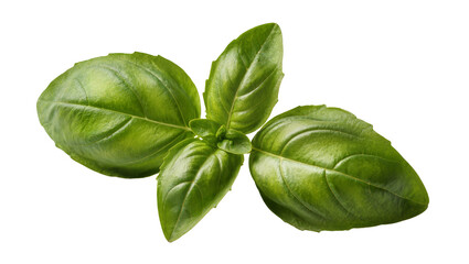 Fototapeta premium Isolated fresh green basil leaves herb for culinary seasoning and healthy food ingredient
