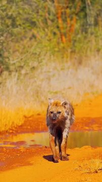 A wild hyena walking towards the camera in a natural outdoor setting in this wildlife video