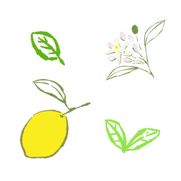 Lemon and Mint Line Art Elements Set