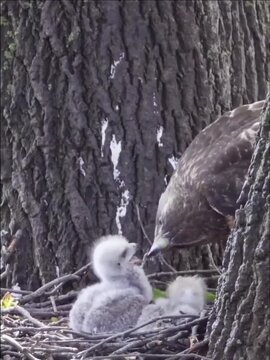 A mother bird feeds her two baby birds in a nest on a tree branch in a serene natural setting video