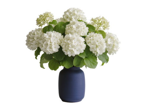 Isolated fresh white snowball viburnum flower arrangement in an elegant blue ceramic vase