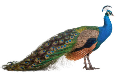 Fototapeta premium Isolated vibrant male peacock standing in profile, showcasing its majestic iridescent tail feathers