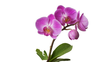 Obraz premium Isolated elegant phalaenopsis orchid flowers with a developing bud and vibrant pink petals