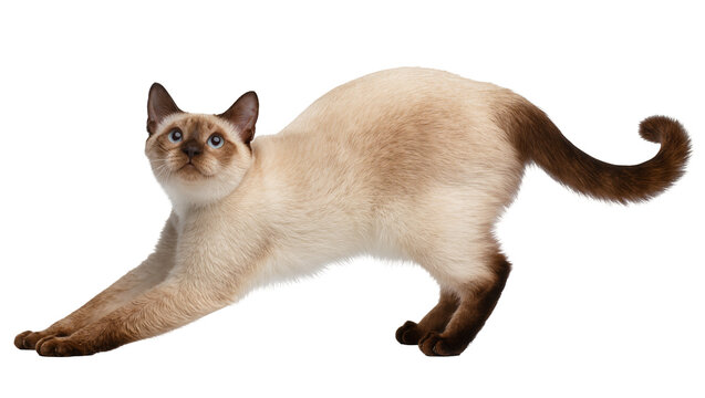 Isolated cream-colored Siamese cat performing a playful morning stretch with an upward gaze