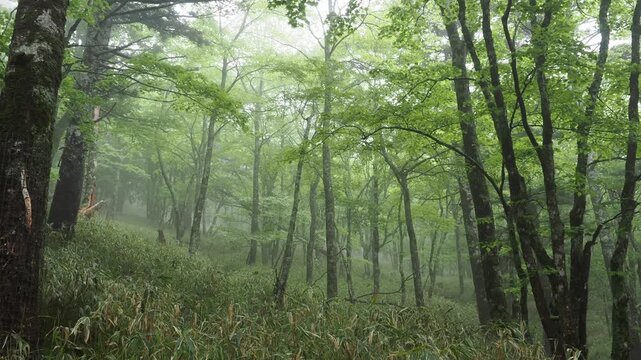 亜高山の樹林帯の景色。濃霧。ガス。新緑の季節。野鳥の声。登山。トレッキング。雨の高山の森林の景色。自然風景。
