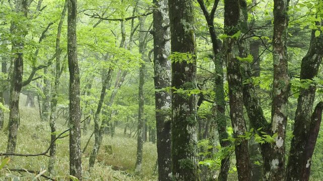 亜高山の樹林帯の景色。濃霧。ガス。新緑の季節。野鳥の声。登山。トレッキング。雨の高山の森林の景色。自然風景。環境保護。