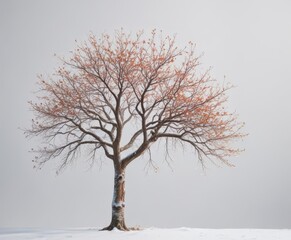 Fototapeta premium Single tree with snow covered trunk and branches isolated against white background, snowy woods, isolated tree
