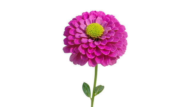 Isolated vibrant pink zinnia flower with green stem and leaf, close-up botanical view