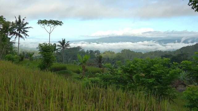 Dynamic timelapse-style shot of fast-moving clouds over vast green rice paddies and distant mountain ranges in a tropical rural landscape.