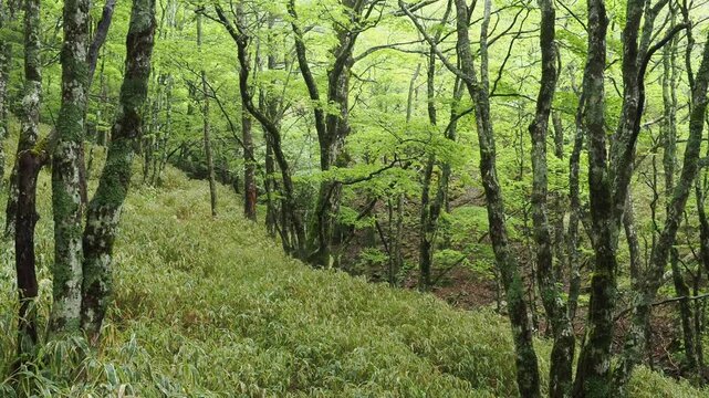 亜高山の樹林帯の景色。濃霧。ガス。新緑の季節。野鳥の声。登山。トレッキング。雨の高山の森林の景色。自然風景。環境保護。