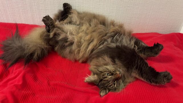 Long haired tabby cat lying on back, kneading and yawning, relaxed playful pet at home