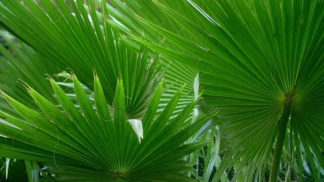Cinematic static shot of vibrant fan palm leaves featuring intricate linear textures and natural fiber filaments. This high-clarity 4K B-roll captures the layered, tranquil essence of a tropical garde
