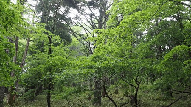 亜高山の樹林帯の景色。濃霧。ガス。新緑の季節。野鳥の声。登山。トレッキング。雨の高山の森林の景色。自然風景。環境保護。