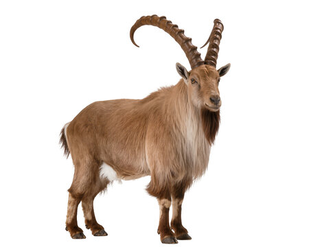 Isolated adult ibex with magnificent curved horns standing majestically, wild animal wildlife