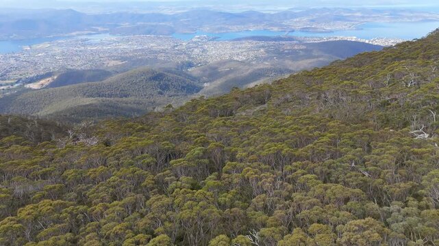 High-angle drone view looking down at the dense eucalyptus forest on Mt Wellington.