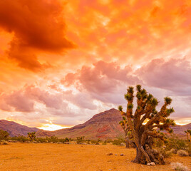 Colorful Sunrise Across The Mojave Desert With The Bulldog Knolls in The Distance, Beaver Dam Wash National Conservation Area, Utah, USA © Billy McDonald