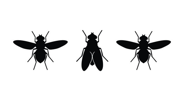 Three Black Fly Silhouettes Set. Top View Insect Graphic Icons on White Background.