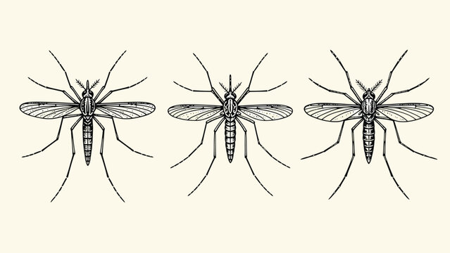 Three detailed mosquito line art illustrations in a row. Scientific entomology drawing of insect pests.
