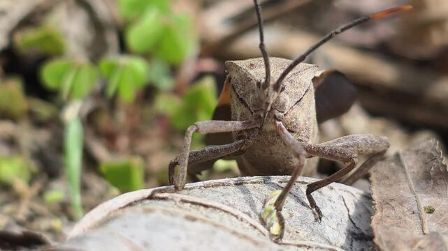 


Bean Bug (Riptortus pedestris) Walking on Dry Leaves Towards Camera 4학명: Riptortus pedestris

