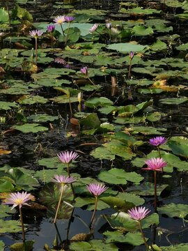 Beautiful pink and purple lotus flowers blooming in a natural pond at Sakon Nakhon, Thailand.