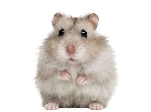 Isolated fluffy domestic dwarf hamster standing on hind legs and looking at camera
