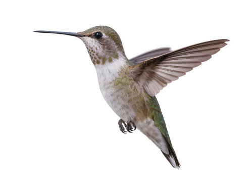 Isolated hummingbird with outstretched wings in flight, a tiny delicate bird hovering