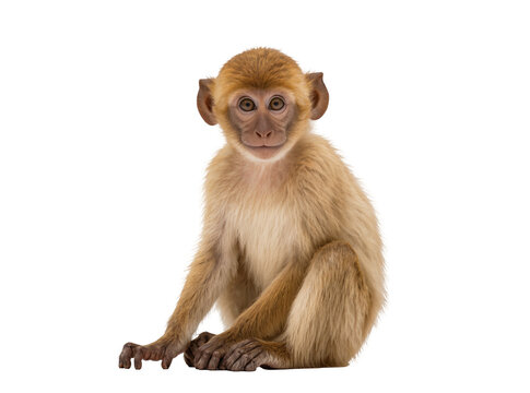Isolated cute baby monkey sitting and looking directly at viewer with curious expression