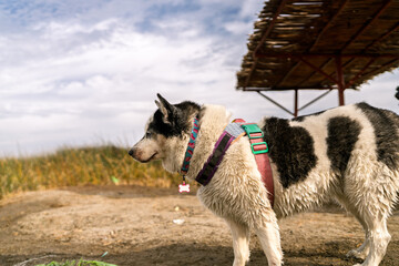 Wet husky dog enjoying a day at the lagoon beach © Guillermo Spelucin