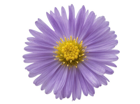 Isolated close-up of a beautiful vibrant purple aster flower head with bright yellow disk florets