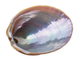 Isolated iridescent mother-of-pearl seashell valve with beautiful nacre texture and subtle colors © Ciara