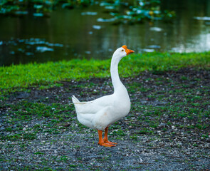 Fototapeta premium Side profile of a white Chinese goose Anser cygnoides domesticus standing on a gravel path near a grassy bank and a pond.