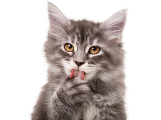 Isolated fluffy gray kitten licks its paw, adorable young tabby cat cleaning itself © Oisin
