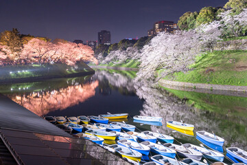 Fototapeta premium 千鳥ヶ淵の夜桜 Night cherry blossoms at Chidorigafuchi