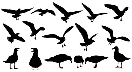 Fototapeta premium Collection of Silhouettes of Seagulls in Various Poses and Flight Patterns