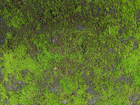 Moss covered stone wall background texture 1.