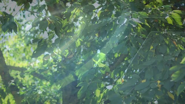 Tree canopy revealing trunk as camera pulling back in tech demo, with translucent overlays shifting