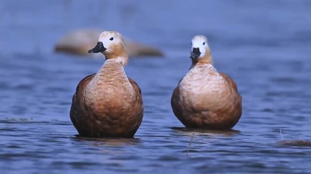 Pair of Ruddy Shelduck Standing in Shallow Blue Water