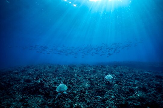 underwater view with sea turtles