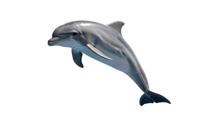 Fototapeta premium Majestic grey bottlenose dolphin jumping out of the water with a splash isolated on white background, intelligent marine mammal performing an acrobatic leap in the ocean, freedom & nature conservation