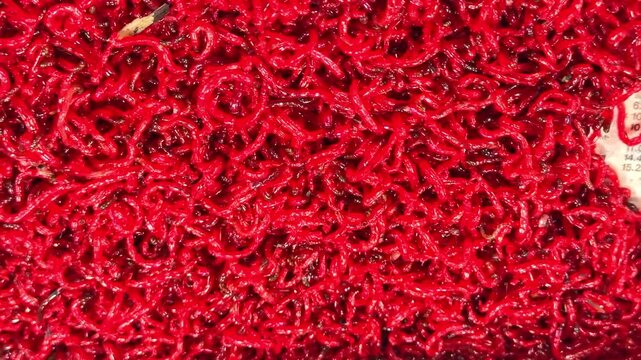 Macro close-up of bright red bloodworms piled for angling use, creating a vivid organic texture background for tackle prep, bait sales, and freshwater fishing footage.