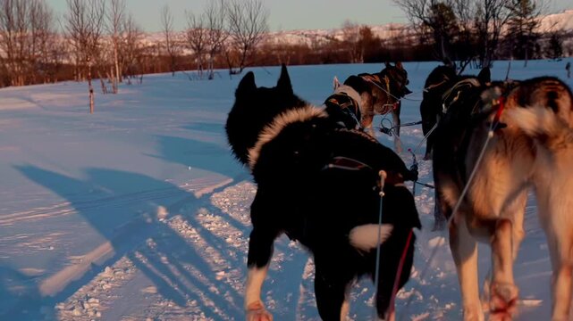 Happy dogs pulling a sledge through snow