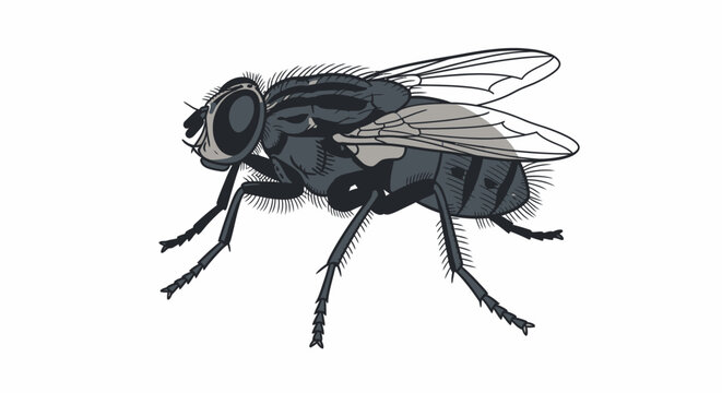 Black fly insect macro closeup side.